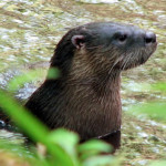 Bull-Creek-Cemetary-otter